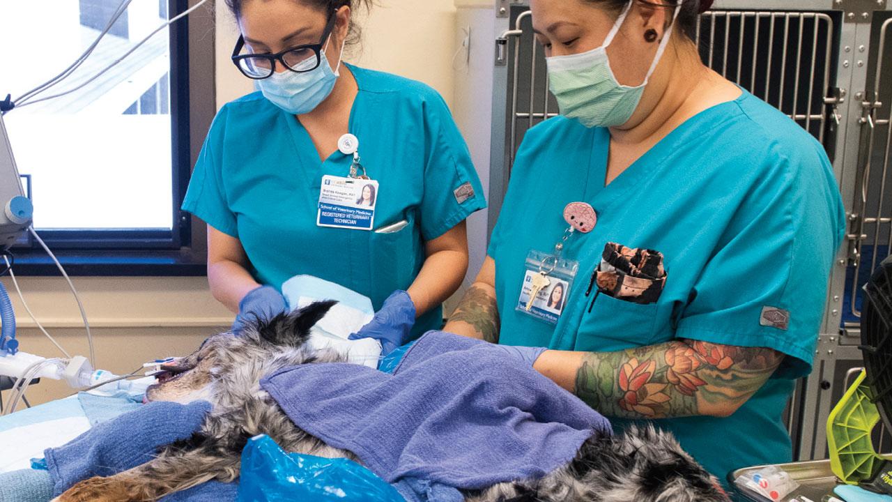 Veterinary Medical Center