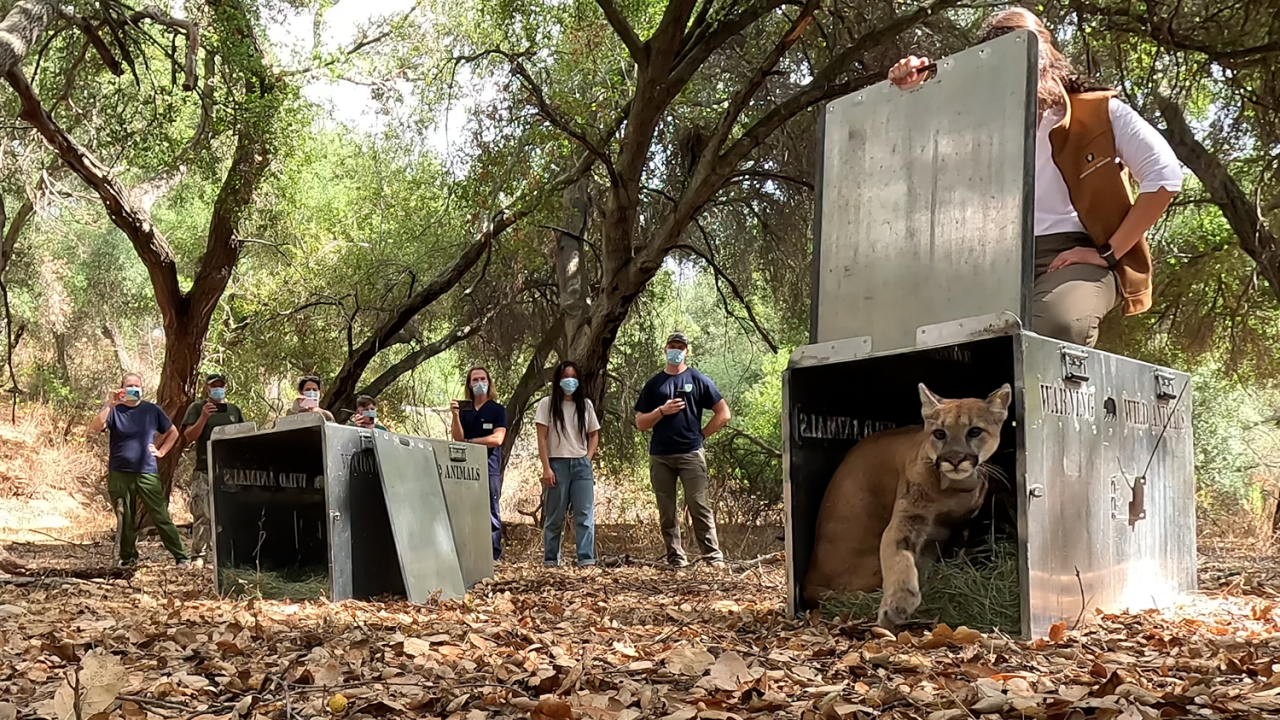 A group of wildlife veterinarians release two mountain lion cubs from their crates in a wooded area.