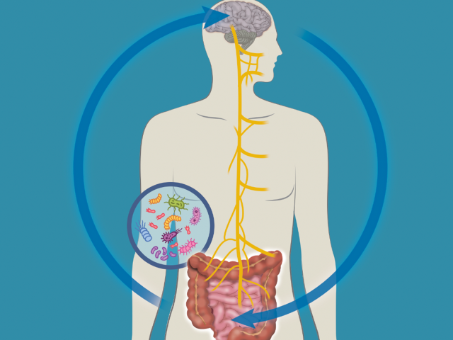 An illustration showing the microbiome gut-brain axis.