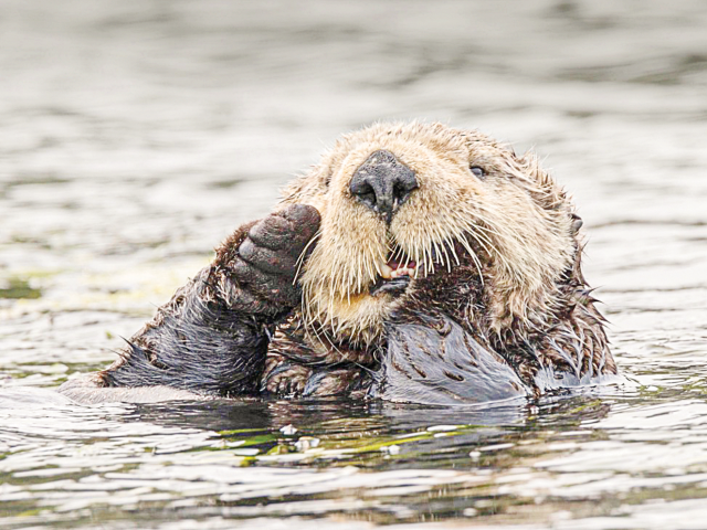 Otter