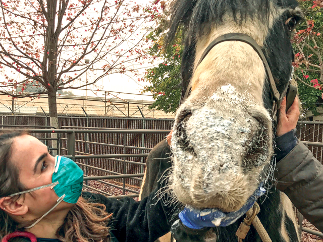 A vet treats a horse after a wildfire