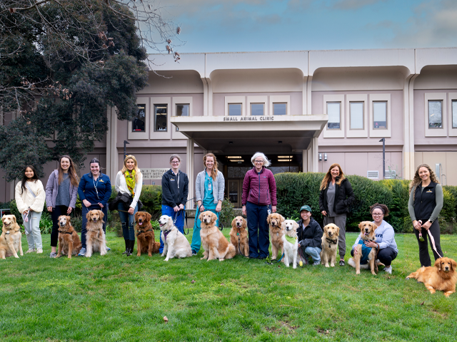 Discoveries - Golden Retrievers