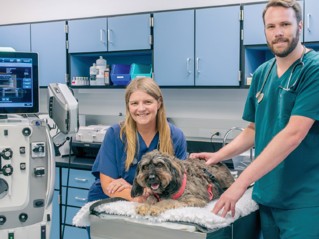 Two vets examining a dog.