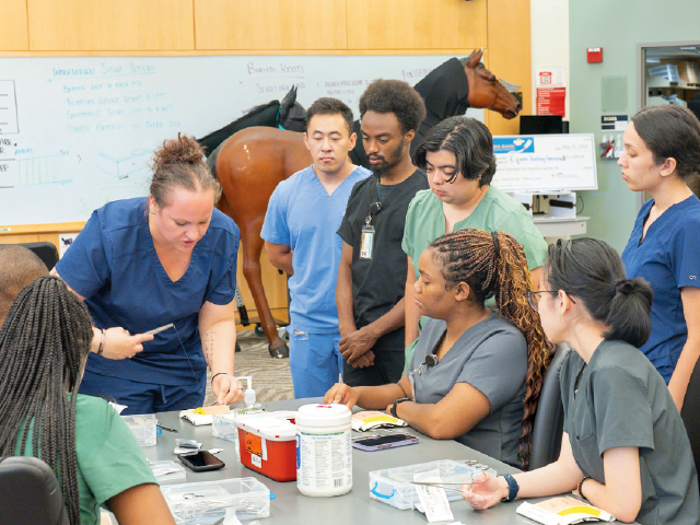 A group of vet students practicing suturing.