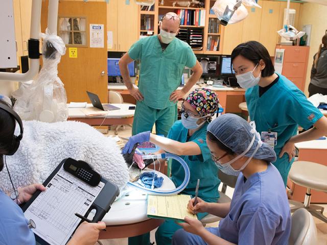 Dr. Boaz Arzi (center background) oversees a dental procedure. Photo: Don Preisler