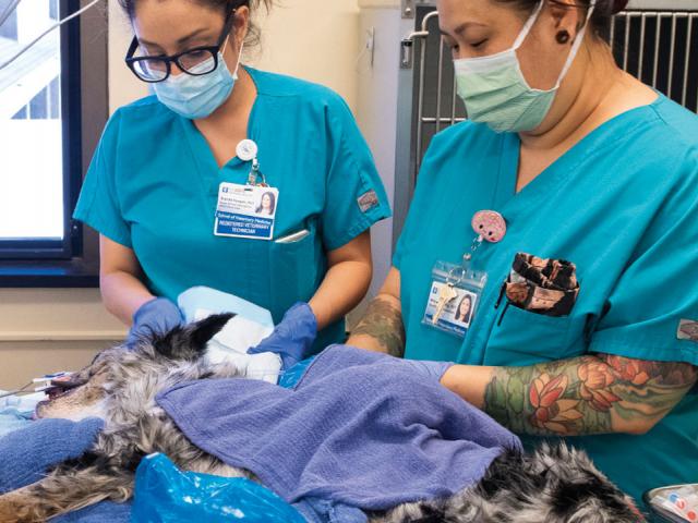 Veterinary Medical Center