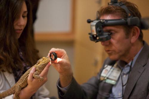 School of Medicine faculty member Dr. Bob Miller examines an iguana during joint rounds at the veterinary school.
