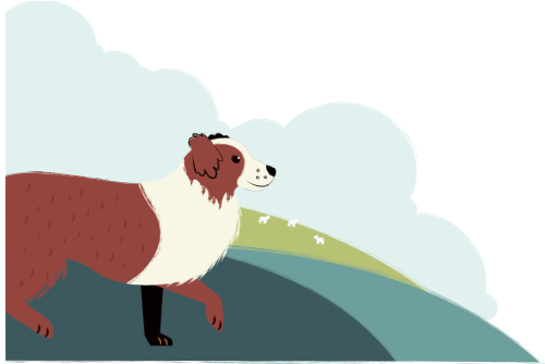 Illustration of a sheep dog.