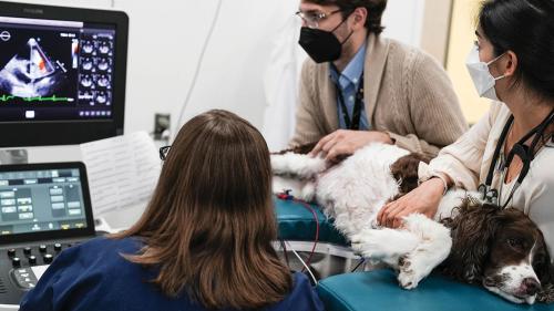 The additional space in the new cardiology suite allows easier viewing of cases and more students to observe an echocardiogram. Photo: Vu Dao