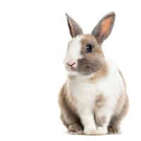 Deadly Rabbit Disease Found in San Joaquin Valley