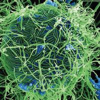 Ebola Present Before 2018 Outbreak