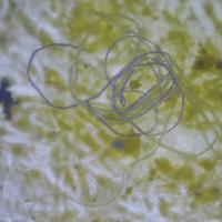 Microplastics in Lake Tahoe