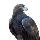 Raptors Draw a Crowd on Biodiversity Museum Day