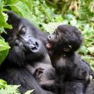 Adult gorilla cradling a baby gorilla in dense green foliage