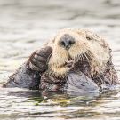 Sae Otter