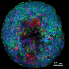 Equine blastocyst 