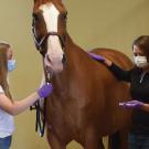 Veterinarians check the temperature of a hospitalized horse. Horses with high temperatures should be isolated from other horses to prevent spread of potential viruses. Photo: Amy Young