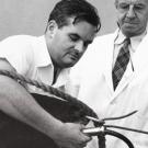 Dr. John D. Wheat (left) delivers medicine to a Guernsey bull through a stomach tube in 1950 with the help of Dr. Hugh S. Cameron.*