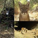 A trail camera set up by the California Mountain Lion Project team captures a family coming through a crossing structure under one of the highways in the Santa Anas. Another trail camera captures a lion approaching, and then sniffing and rubbing on a scent post that is used to collect hair samples for DNA