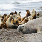 A group of elephant seals on a beach.