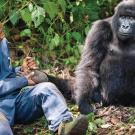 Beloved Mountain Gorilla  Mourned Worldwide