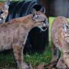 Captain Cal (far left) with his adopted siblings,  Poppy and Goldie, in their new home at the Columbus Zoo and Aquarium. Photo credit: Grahm S. Jones