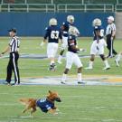 Following kickoff, Pint retrieves the tee and returns it to the sideline.