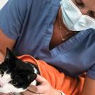 Kelsey Thomas, a fourth-year DVM student, comforts a cat before a cardiology exam. Photo: Vu Dao